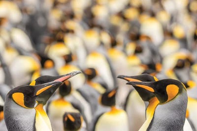 Falkland Islands, East Falkland. King penguins in colony II by Jaynes Gallery multi panel art