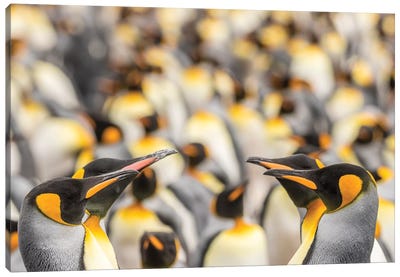 Falkland Islands, East Falkland. King penguins in colony II Canvas Art Print - Penguin Art