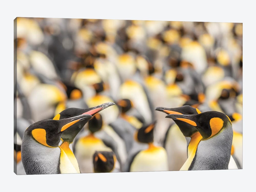 Falkland Islands, East Falkland. King penguins in colony II by Jaynes Gallery 1-piece Art Print