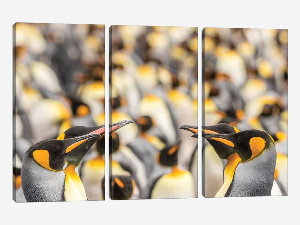 Falkland Islands, East Falkland. King penguins in colony II by Jaynes Gallery 3-piece Canvas Print