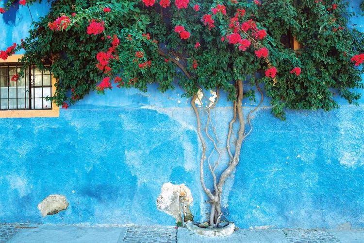 Mexico, Ajijic. Bougainvillea against wall. 