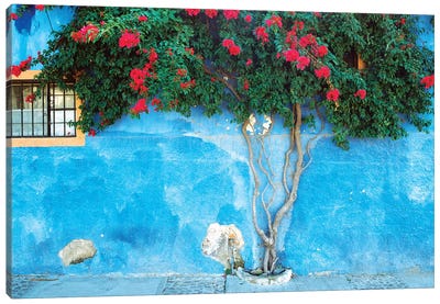 Mexico, Ajijic. Bougainvillea against wall.  Canvas Art Print - Window Art