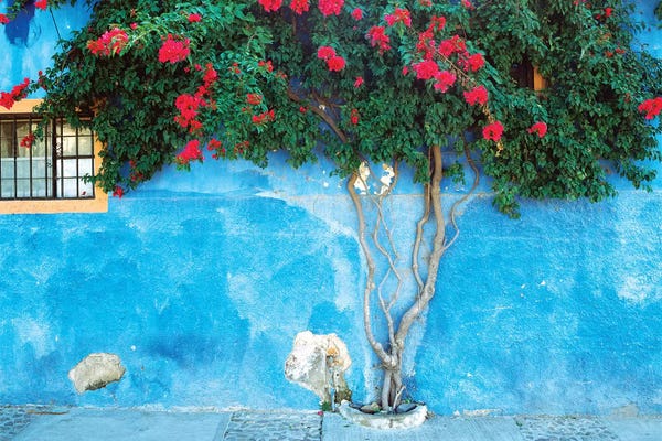 Mexico, Ajijic. Bougainvillea against wall.