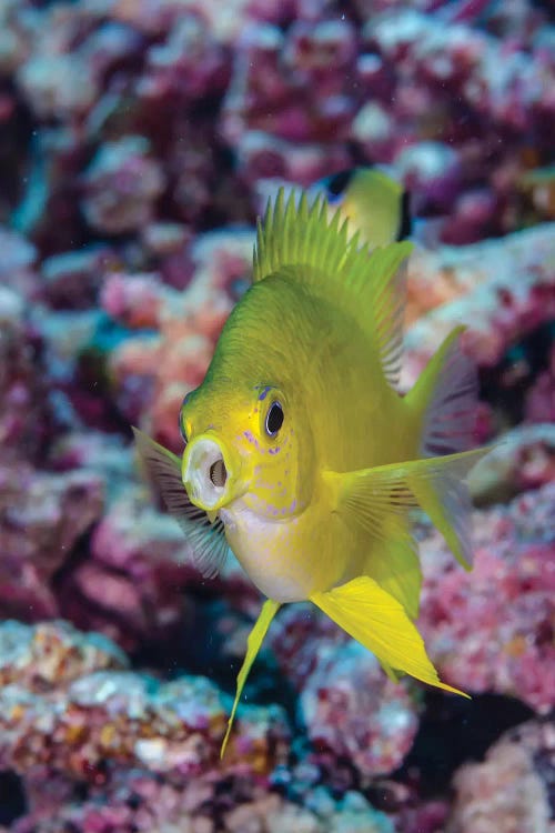 Fiji. Close-up of yellow chromes fish.