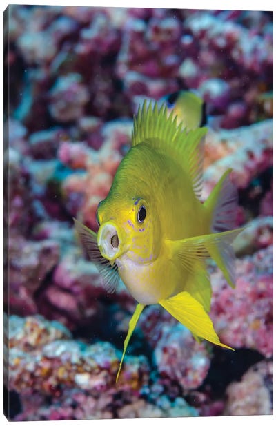 Fiji. Close-up of yellow chromes fish. Canvas Art Print - Fiji