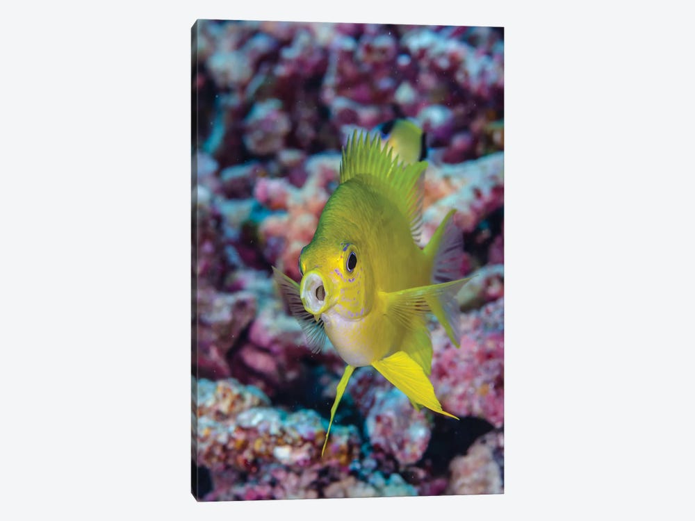 Fiji. Close-up of yellow chromes fish. by Jaynes Gallery 1-piece Canvas Artwork