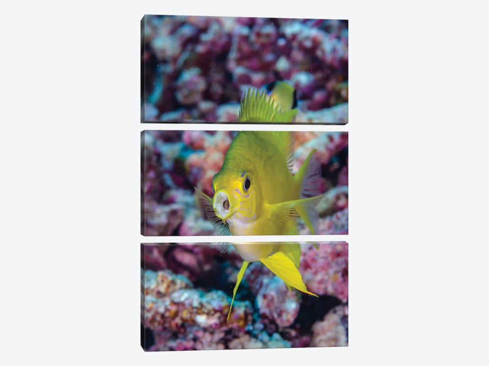 Fiji. Close-up of yellow chromes fish. by Jaynes Gallery 3-piece Canvas Wall Art