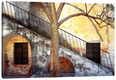 Mexico, Queretaro. Tree and weathered stairway.  Canvas Art Print - Mexico Art