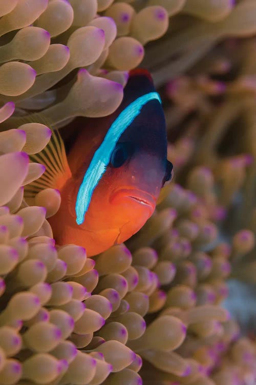 Fiji. Clownfish hiding among sea anemones.