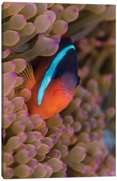 Fiji. Clownfish hiding among sea anemones. Canvas Art Print