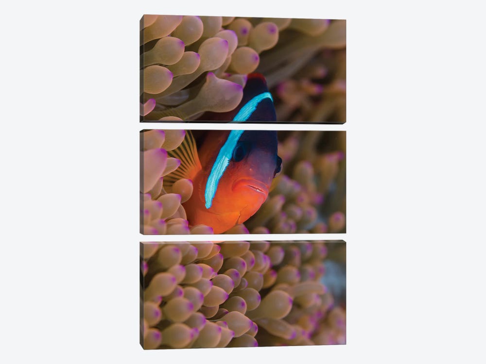 Fiji. Clownfish hiding among sea anemones. by Jaynes Gallery 3-piece Canvas Art