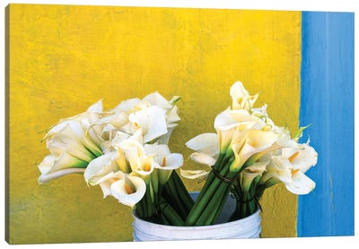 Mexico, Xico. Calla lilies and colorful wall.  Canvas Art Print - Jaynes Gallery