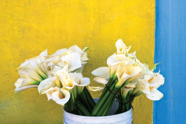 Mexico, Xico. Calla lilies and colorful wall.