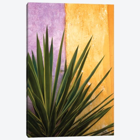 Mexico. Plant against colorful wall.  Canvas Print #JYG317} by Jaynes Gallery Canvas Wall Art