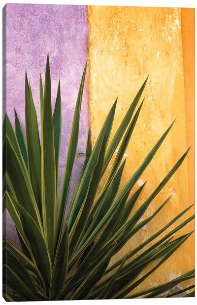 Mexico. Plant against colorful wall.  Canvas Art Print - Mexico Art