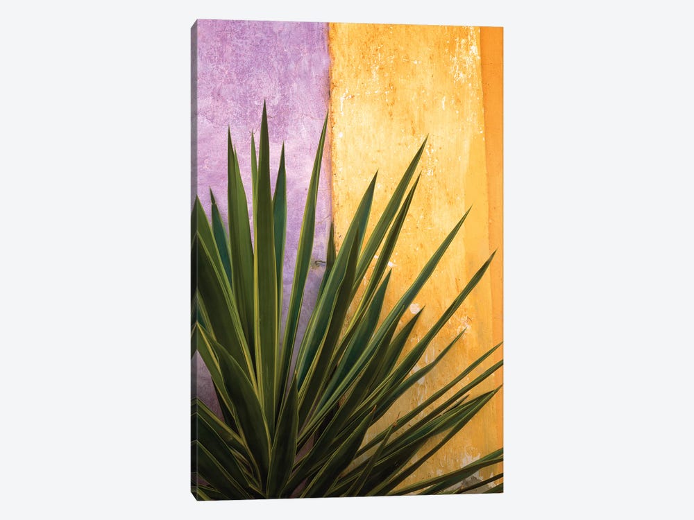 Mexico. Plant against colorful wall.  by Jaynes Gallery 1-piece Canvas Art