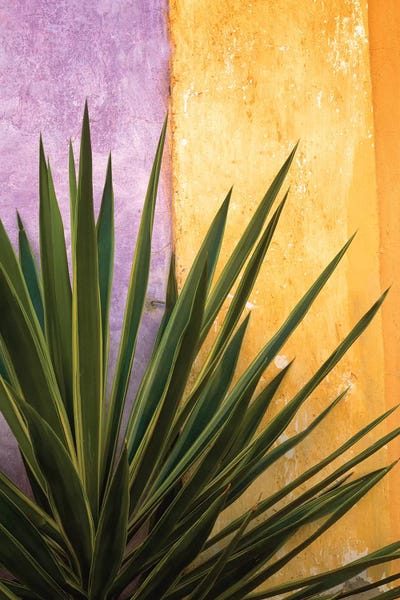 Jaynes Gallery: Mexico. Plant against colorful wall.  by Jaynes Gallery