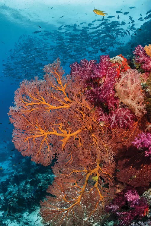 Fiji. Fish and coral reef.