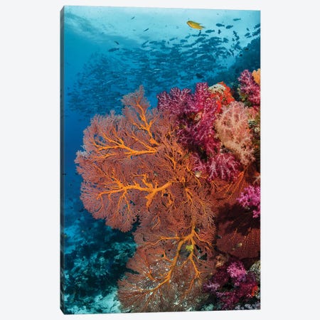 Fiji. Fish and coral reef. Canvas Print #JYG31} by Jaynes Gallery Art Print