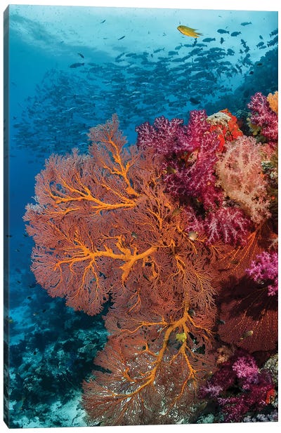 Fiji. Fish and coral reef. Canvas Art Print - Underwater Art