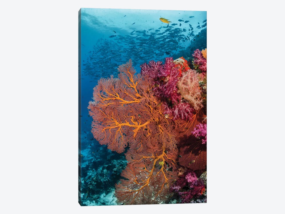 Fiji. Fish and coral reef. by Jaynes Gallery 1-piece Canvas Print