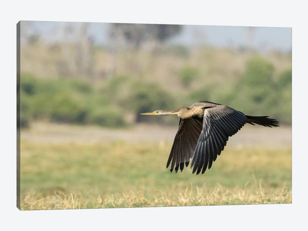 Africa, Botswana, Chobe National Park. African darter flying.  by Jaynes Gallery 1-piece Canvas Print