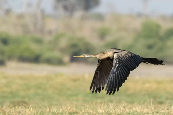 African Darter Flying. Africa, Botswana, Chobe National Park.