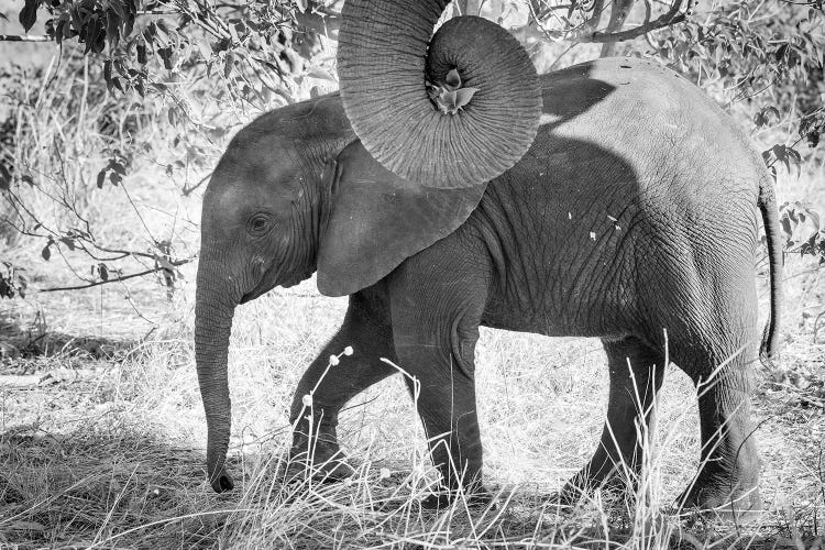 Africa, Botswana, Chobe National Park. Black and white of elephant calf close-up. 