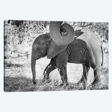 Africa, Botswana, Chobe National Park. Black and white of elephant calf close-up.  Canvas Print #JYG324} by Jaynes Gallery Canvas Print