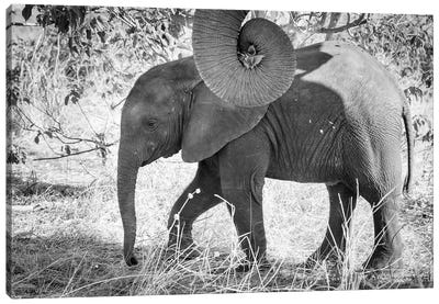 Africa, Botswana, Chobe National Park. Black and white of elephant calf close-up.  Canvas Art Print - Botswana