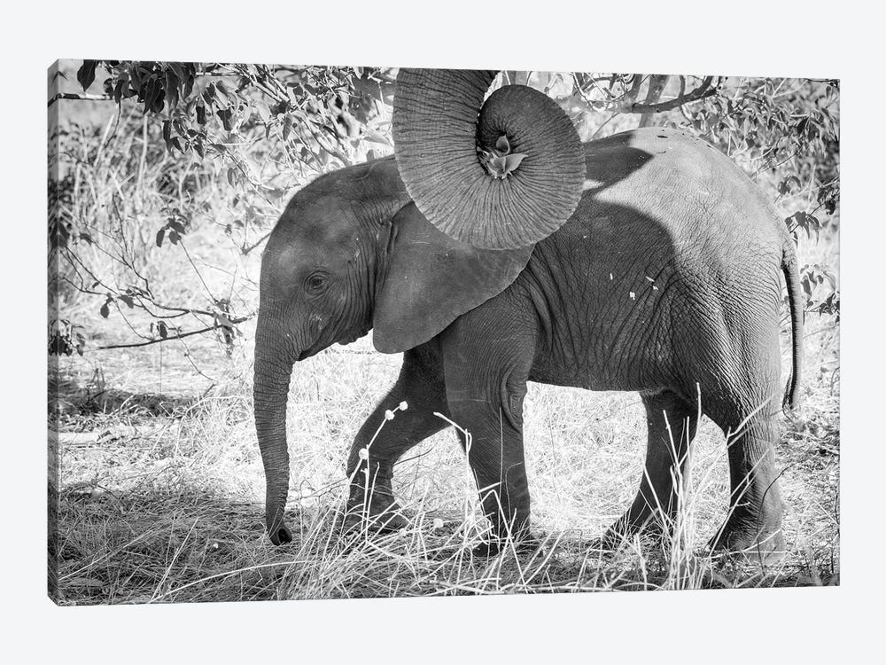 Africa, Botswana, Chobe National Park. Black and white of elephant calf close-up.  by Jaynes Gallery 1-piece Canvas Art