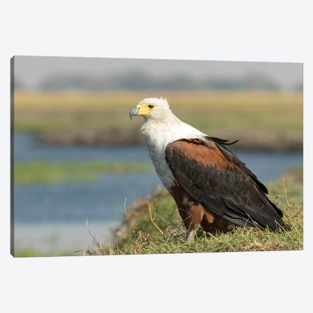 Africa, Botswana, Chobe National Park. Close-up of fish eagle on grass.  Canvas Print #JYG325} by Jaynes Gallery Canvas Print