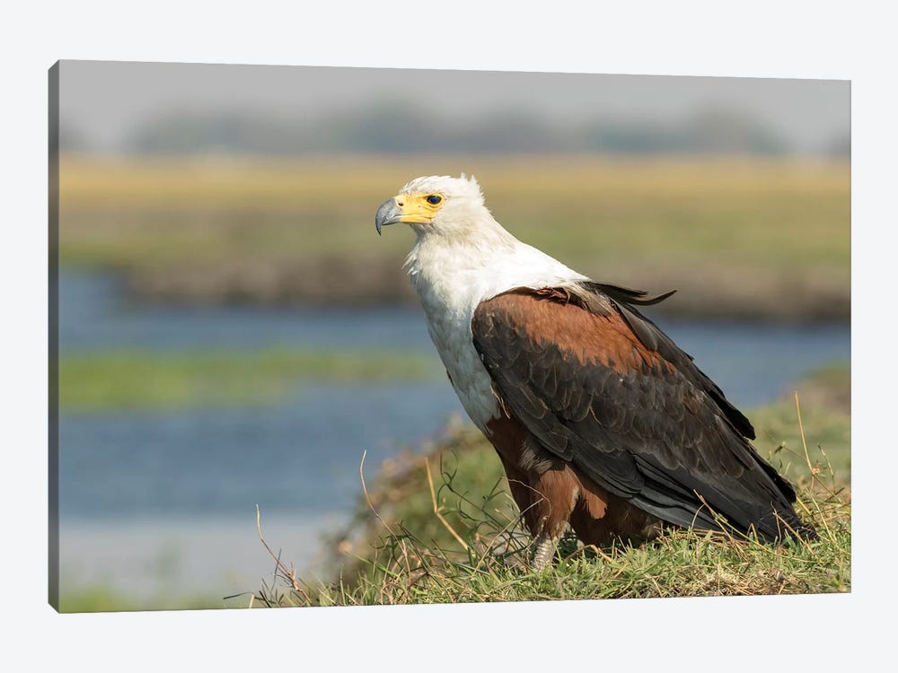 Africa, Botswana, Chobe National Park. Close-up of fish eagle on grass.  by Jaynes Gallery 1-piece Canvas Art Print