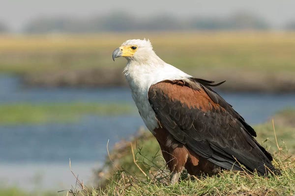 Close-Up Of Fish Eagle On Grass. Africa, Botswana, Chobe National Park.