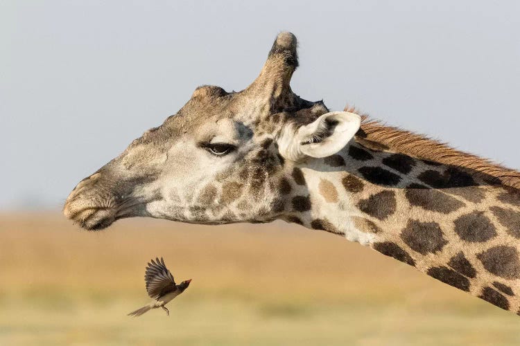 Africa, Botswana, Chobe National Park. Close-up of giraffe neck with oxpecker bird. 