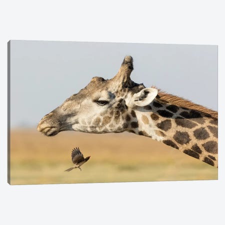 Africa, Botswana, Chobe National Park. Close-up of giraffe neck with oxpecker bird.  Canvas Print #JYG326} by Jaynes Gallery Canvas Print