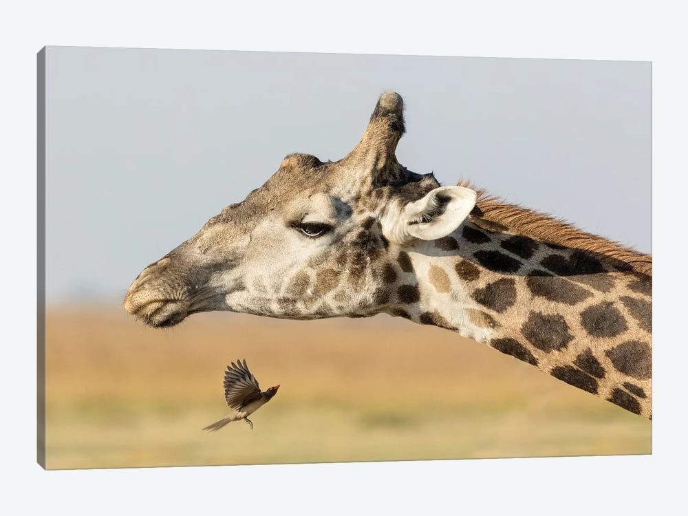 Africa, Botswana, Chobe National Park. Close-up of giraffe neck with oxpecker bird.  by Jaynes Gallery 1-piece Canvas Art