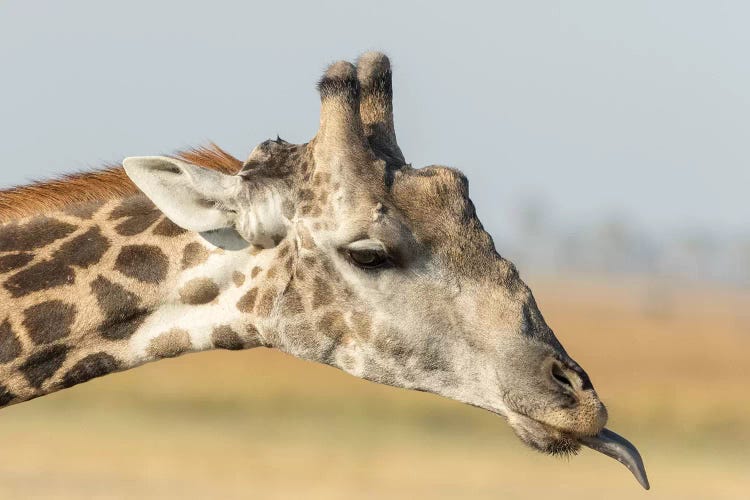 Africa, Botswana, Chobe National Park. Close-up of giraffe neck with oxpecker bird. 