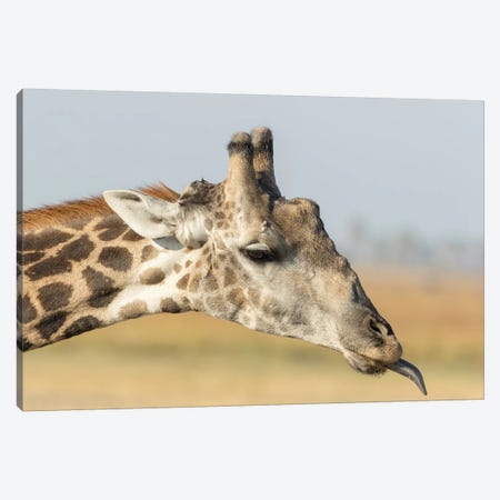 Africa, Botswana, Chobe National Park. Close-up of giraffe neck with oxpecker bird.  Canvas Print #JYG327} by Jaynes Gallery Canvas Print
