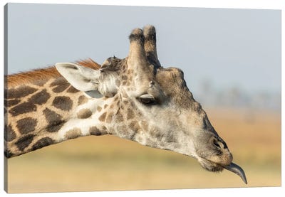 Africa, Botswana, Chobe National Park. Close-up of giraffe neck with oxpecker bird.  Canvas Art Print - Botswana