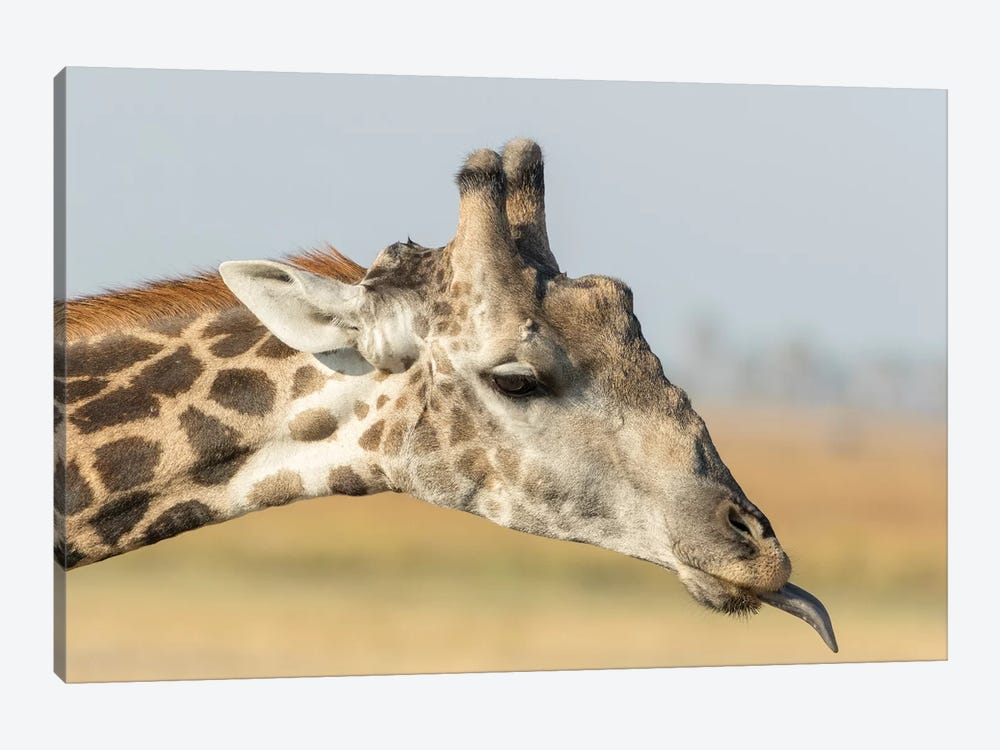Africa, Botswana, Chobe National Park. Close-up of giraffe neck with oxpecker bird.  by Jaynes Gallery 1-piece Canvas Art Print