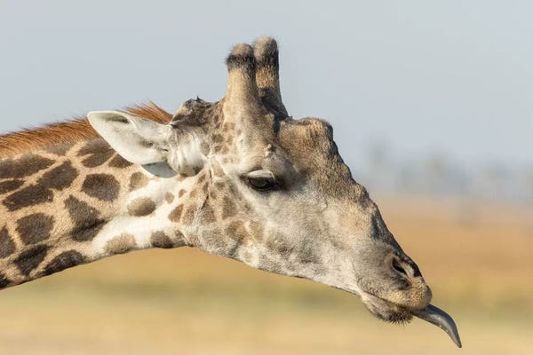 Close-Up Of Giraffe Neck With Oxpecker Bird II. Africa, Botswana, Chobe National Park.