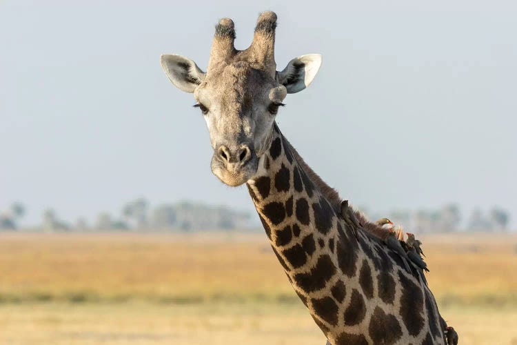 Africa, Botswana, Chobe National Park. Close-up of giraffe with oxpecker birds. 