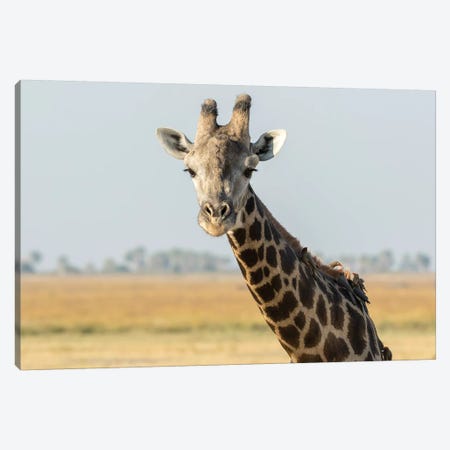 Africa, Botswana, Chobe National Park. Close-up of giraffe with oxpecker birds.  Canvas Print #JYG328} by Jaynes Gallery Canvas Artwork