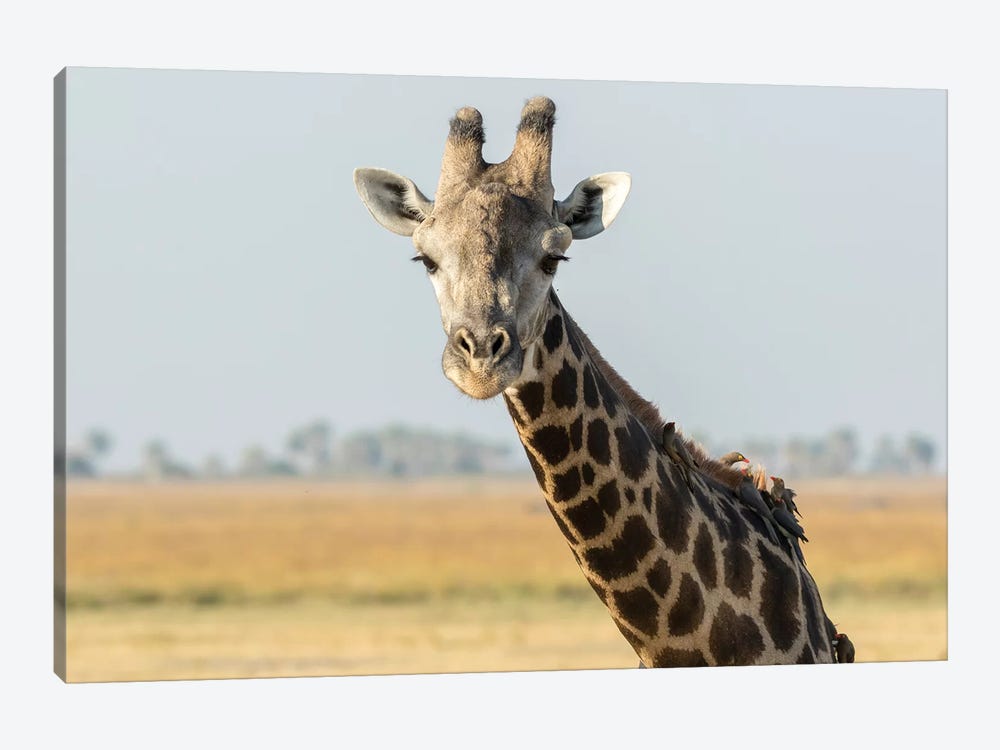 Africa, Botswana, Chobe National Park. Close-up of giraffe with oxpecker birds.  by Jaynes Gallery 1-piece Canvas Artwork