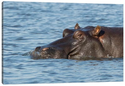 Africa, Botswana, Chobe National Park. Hippopotamus's head above water's surface.  Canvas Art Print - Botswana