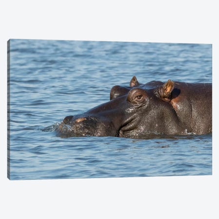 Africa, Botswana, Chobe National Park. Hippopotamus's head above water's surface.  Canvas Print #JYG329} by Jaynes Gallery Canvas Wall Art