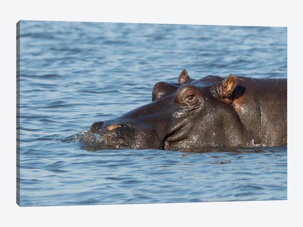 Africa, Botswana, Chobe National Park. Hippopotamus's head above water's surface.  by Jaynes Gallery 1-piece Art Print