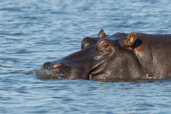 Hippopotamuses: Hippopotamus's Head Above Water's Surface I. Africa, Botswana, Chobe National Park. by Jaynes Gallery