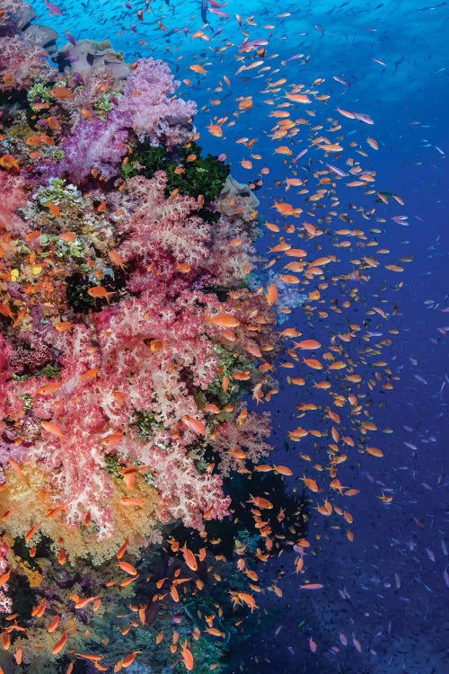 Fiji. Reef with coral and Anthias I